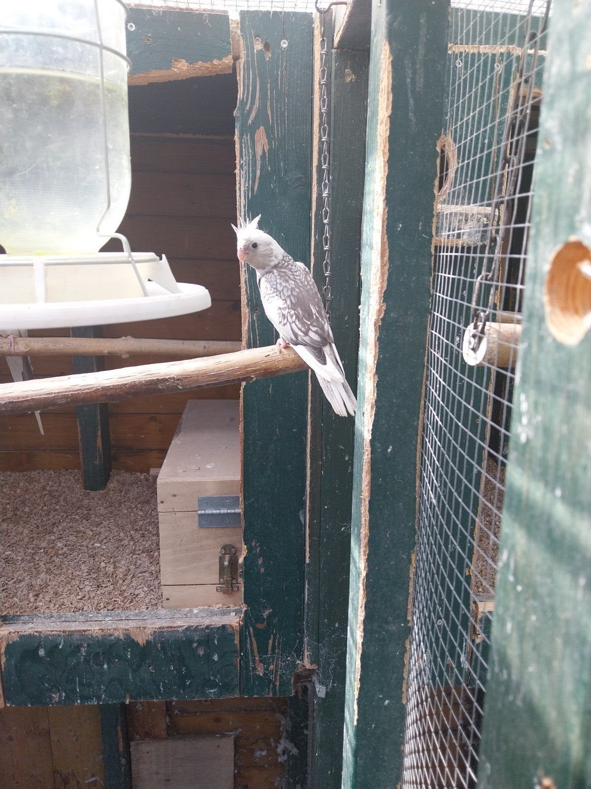 Te koop jonge valkparkieten, Meerdere dieren, Parkiet