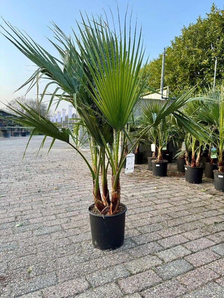 Washingtonia Robusta €30, alleen afhaal Op=Op 130cm, Volle zon, Vaste plant, Bloeit niet, Ophalen