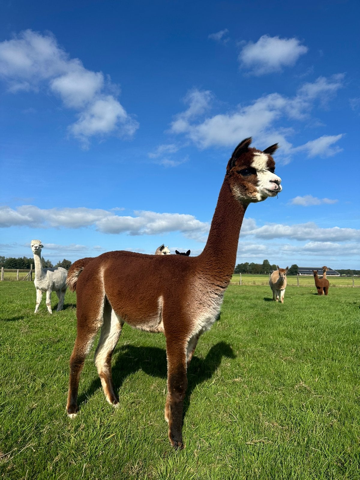 Bonte alpaca merrie, Februari, Vrouwelijk
