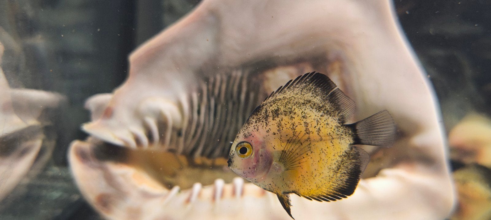 Discus Fish x4, Dieren en Toebehoren, Vissen | Aquariumvissen
