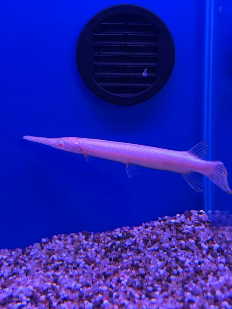 Lepisosteus platyrhincus albino - Florida gar albino, Dieren en Toebehoren, Vissen | Aquariumvissen, Vis, Zoetwatervis