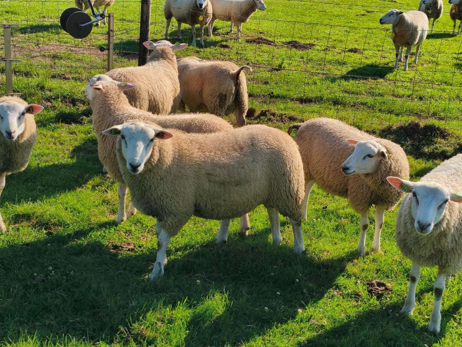Swifter Stamboek dekrammen, Mannelijk, Schaap, 0 tot 2 jaar