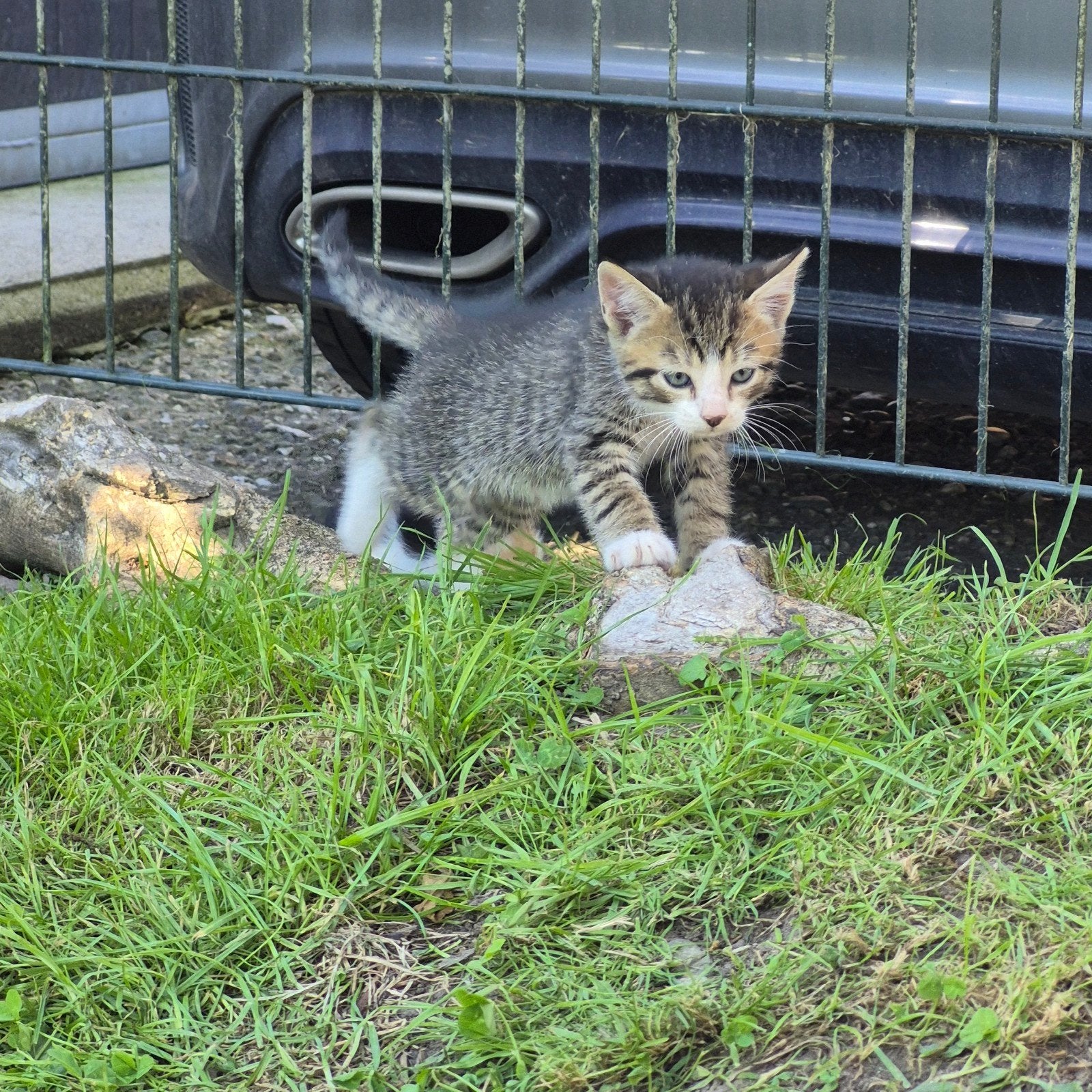 lieve boerderij kittens, Meerdere dieren, Kortharig, 0 tot 2 jaar