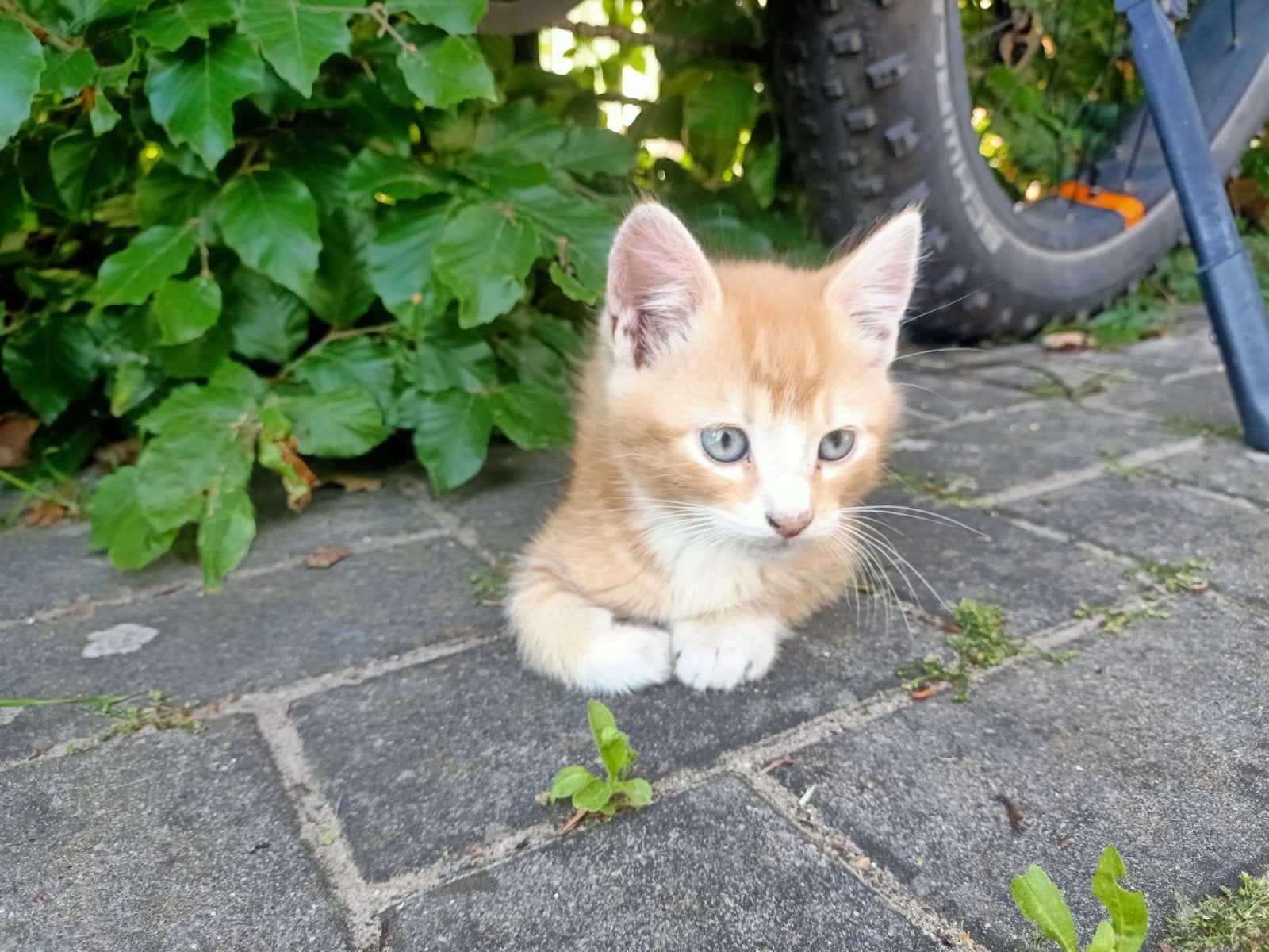 Boerderij kitten mag het nest verlaten. Poes en heel tam, Poes, Kortharig, 0 tot 2 jaar