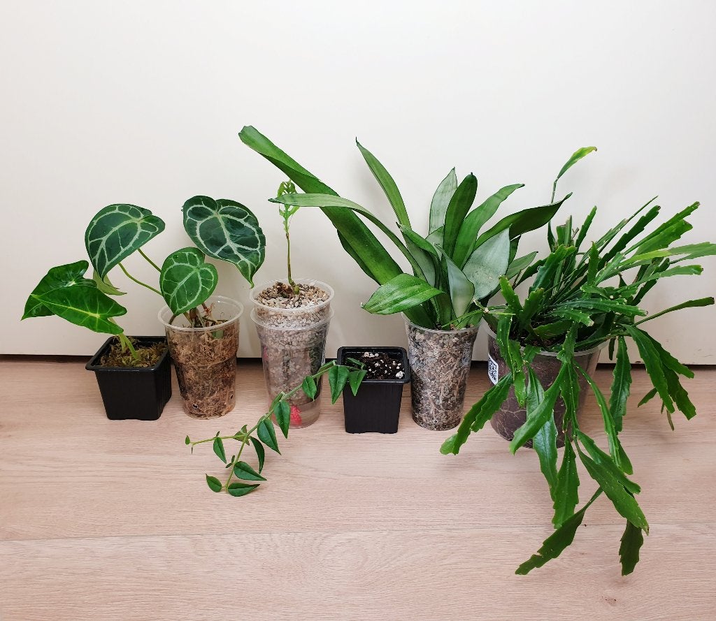 Prachtige planten set, monstera, anthurium, alocasia, Ophalen, Overige soorten, Halfschaduw, In pot