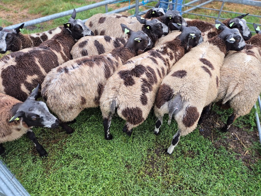 Bagger bonte luxe dekrammen, Dieren en Toebehoren, Vrouwelijk, Schaap