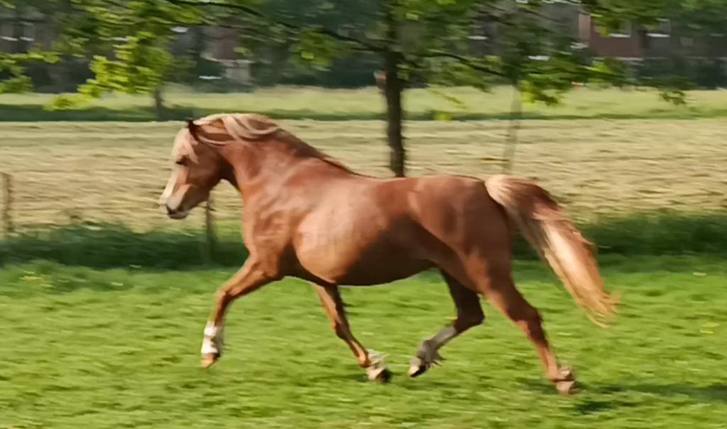 aparte 3jarige Welsh A merrie, Dieren en Toebehoren, Merrie