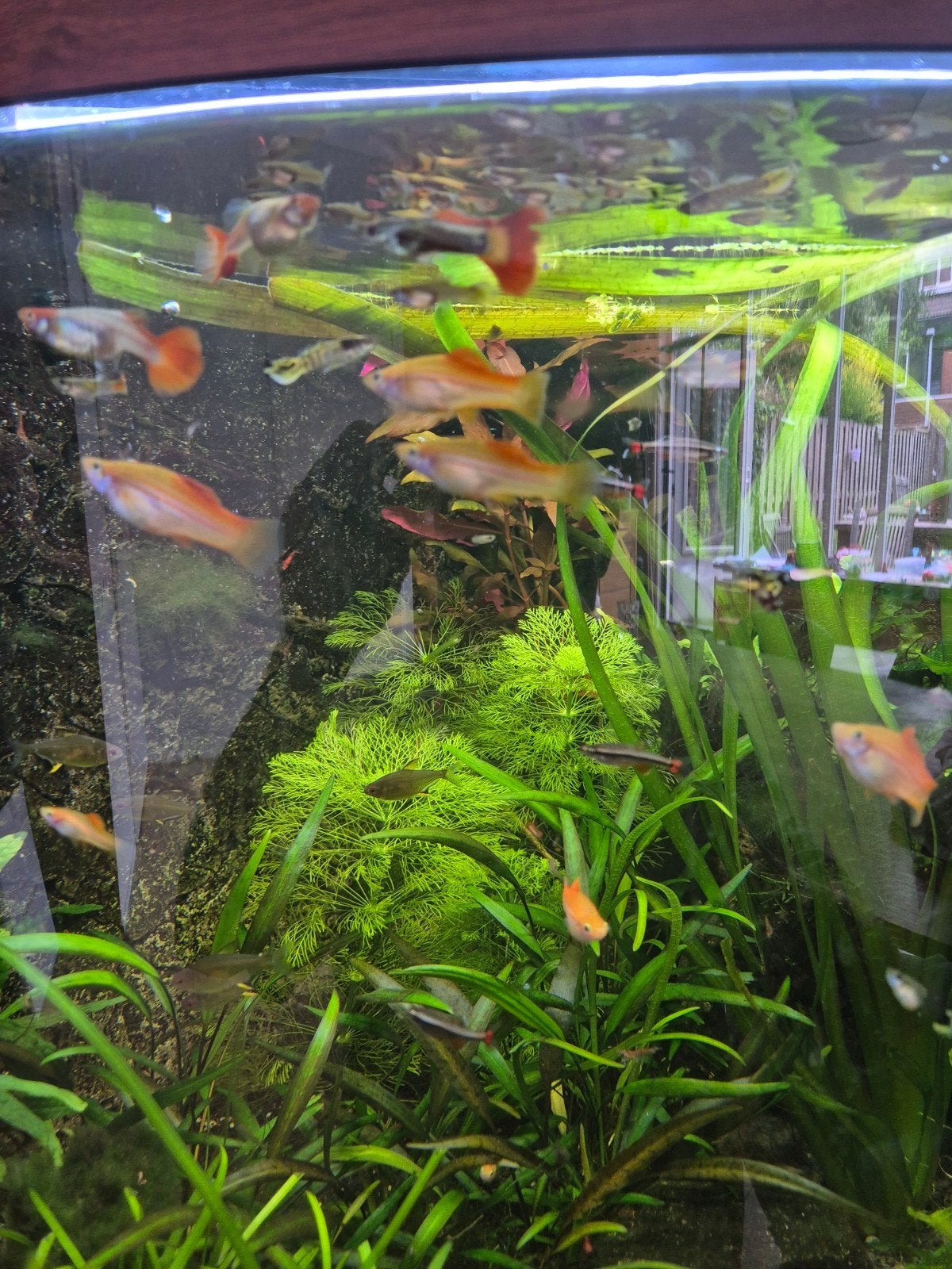 Guppen guppies guppy zwaarddragers gratis, Dieren en Toebehoren, Vis