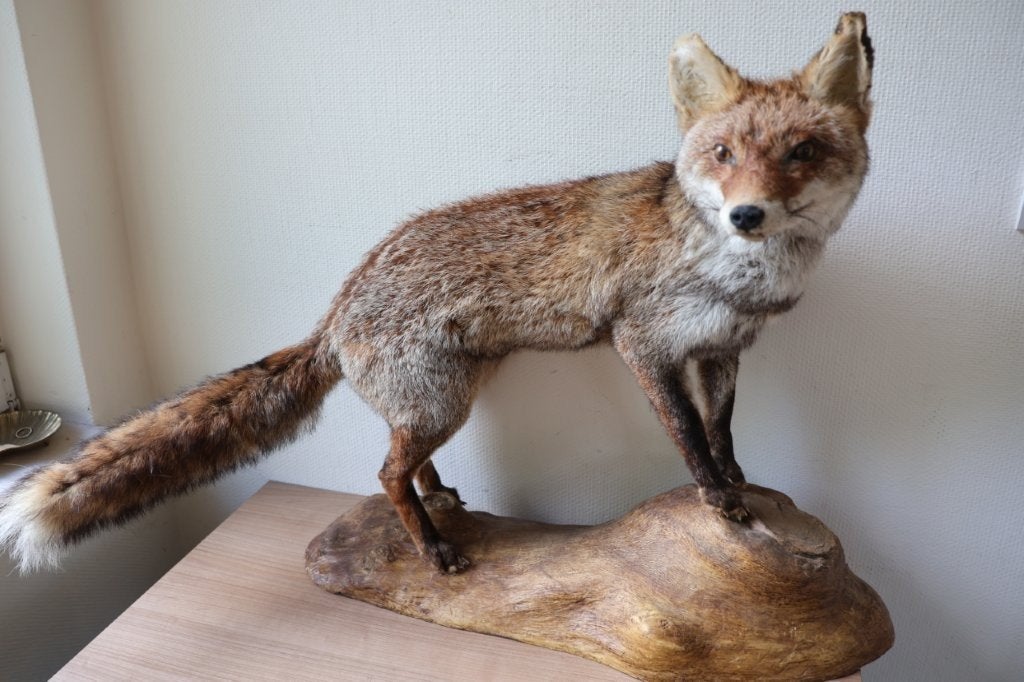Taxidermie opgezette vos, Ophalen, Gebruikt, Wild dier, Opgezet dier