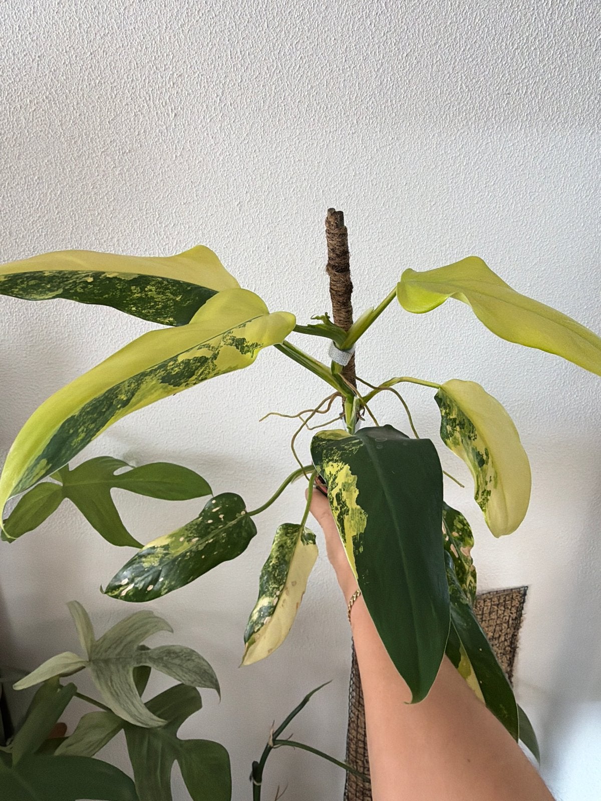 Philodendron Domesticum variegata  stek met actief groeipunt, Huis en Inrichting, Kamerplanten, Ophalen of Verzenden, Halfschaduw