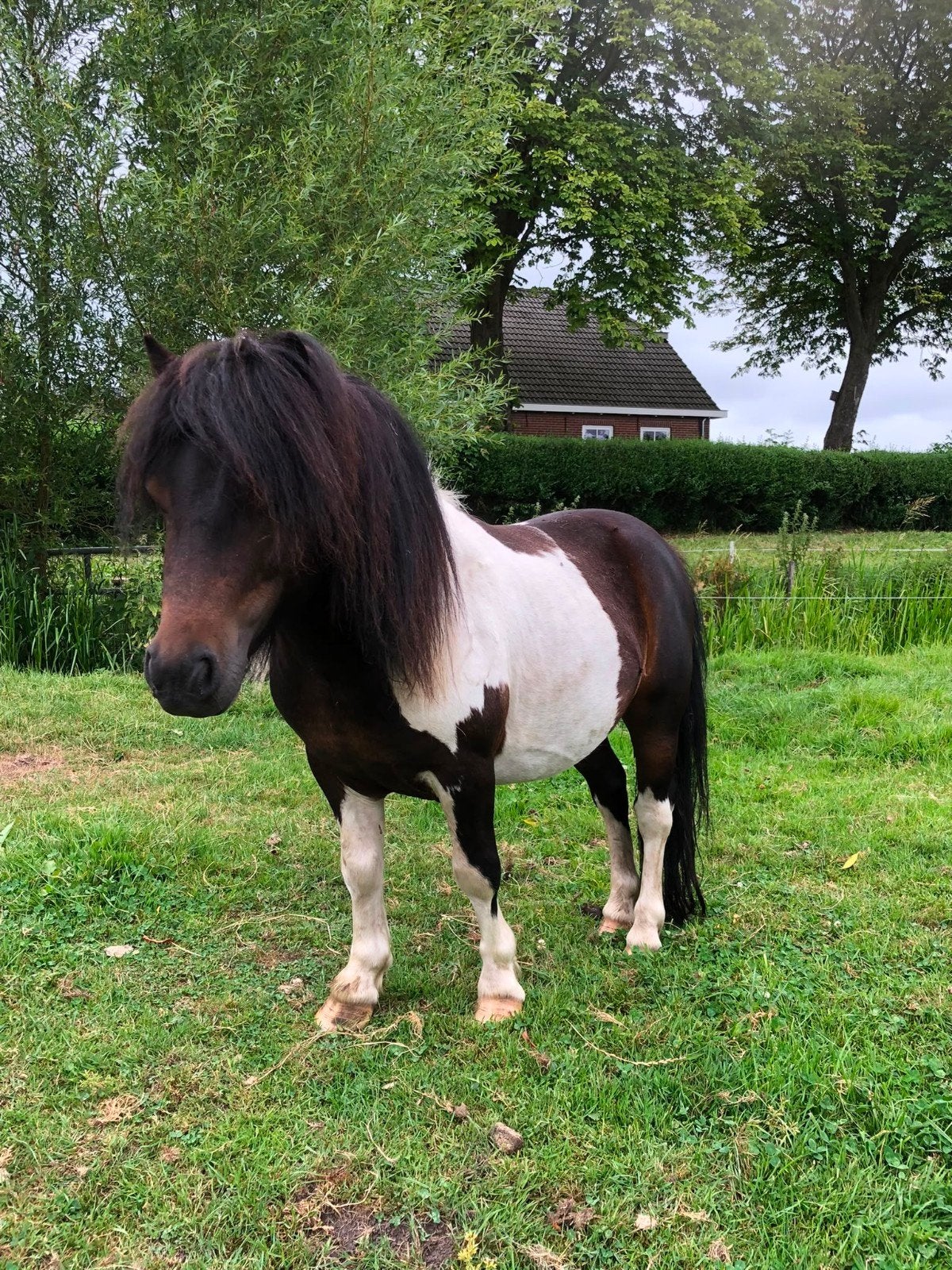 zwart bonte dekhengst, Hengst