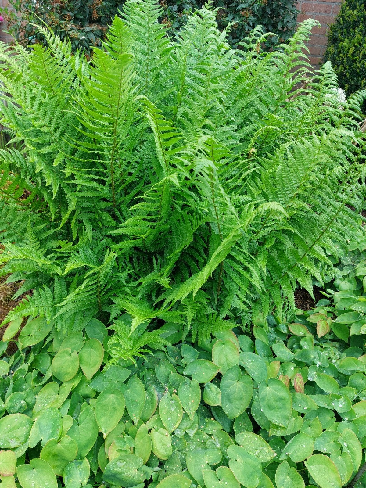 Varens, Tuin en Terras, Planten | Tuinplanten, Ophalen, Bloeit niet, Varens, Halfschaduw