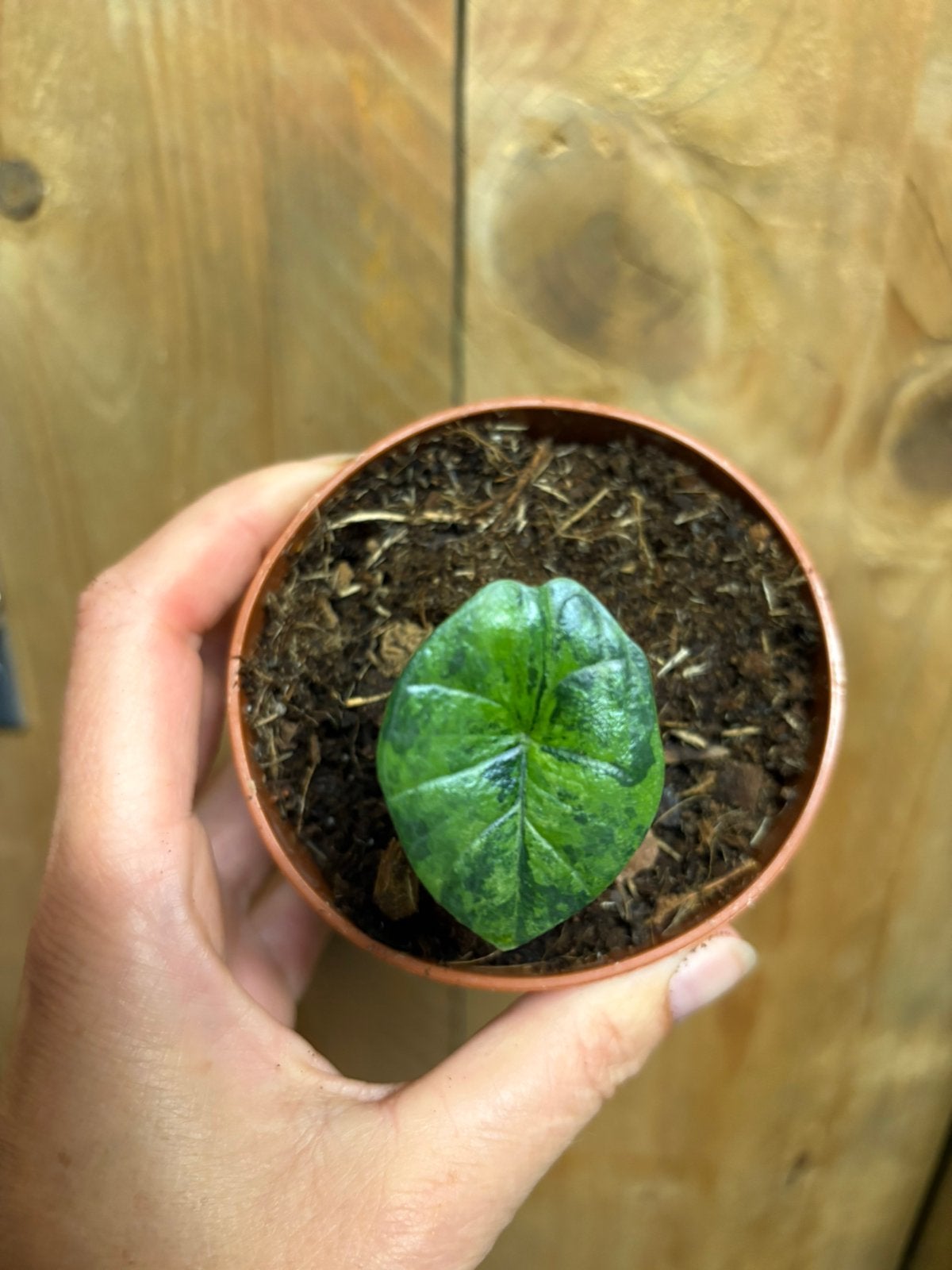Alocasia platinum variegata plant aurea yellow green marble, Ophalen of Verzenden, Halfschaduw, Minder dan 100 cm