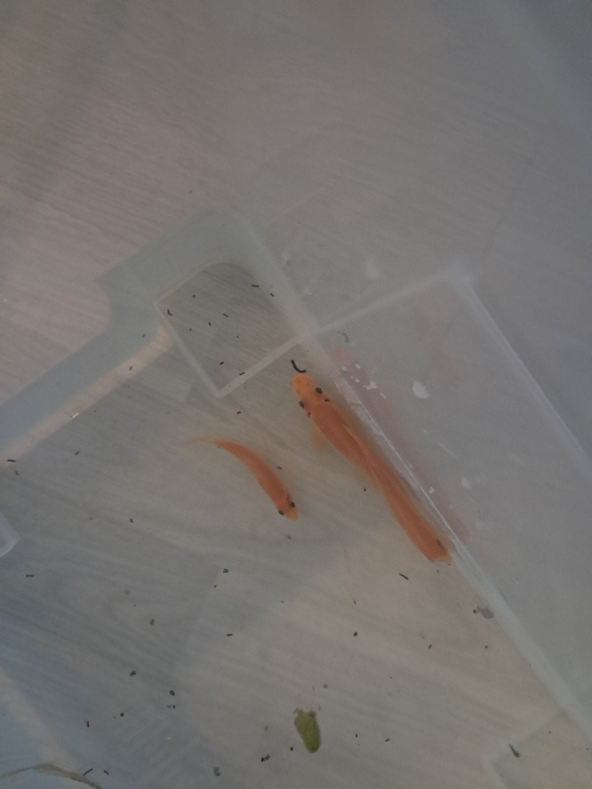 chineese algeneter, Dieren en Toebehoren, Overige soorten