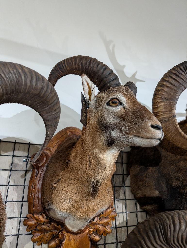 opgezet moeflon winkel borst preparaat hert taxidermie, Verzamelen, Dierenverzamelingen, Ophalen, Hert, Opgezet dier