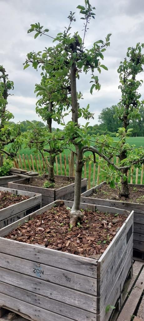 Oude Fruitbomen, Tuin en Terras, Planten | Bomen, Ophalen