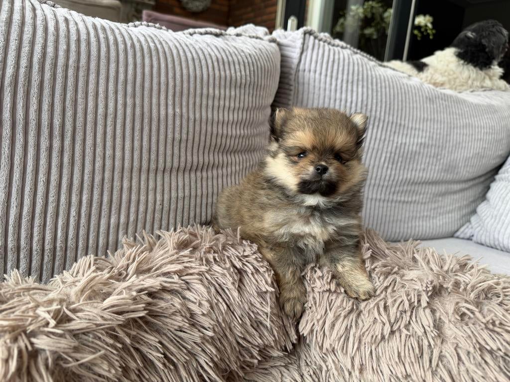 Pomeriaan pup  teefje wolf sable mag het nestje verlaten, Dieren en Toebehoren, Honden | Chihuahua's en Gezelschapshonden, Overige rassen