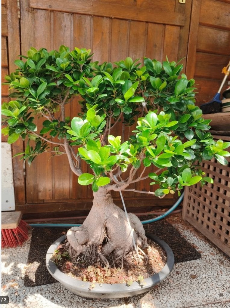 Bonsai Ficus microcarpa ginseng, Ophalen, Vaste plant, Overige soorten, Volle zon