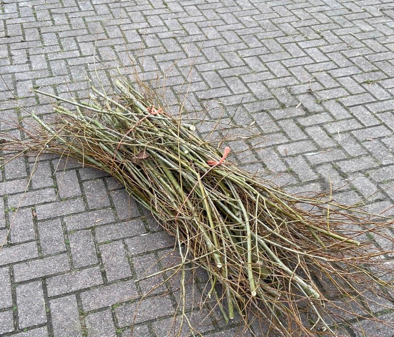 GEZOCHT: wilgentakken, Ophalen of Verzenden, Tuinaarde