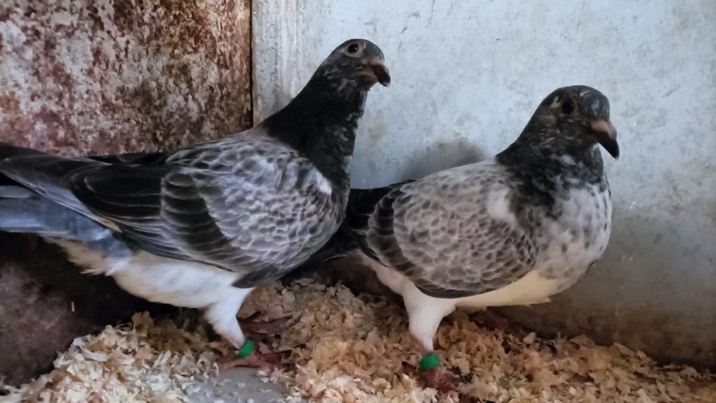 Jonge kleur postduiven.       Piepers, Meerdere dieren