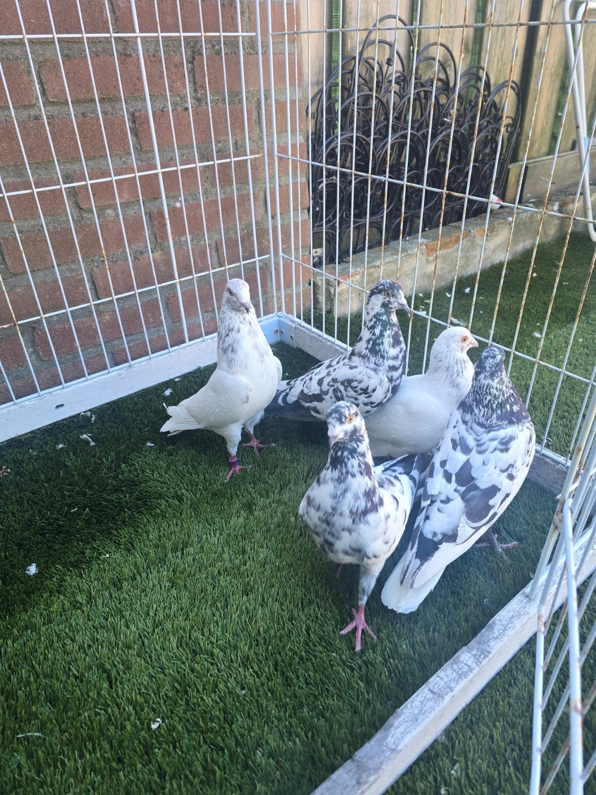Diuven, Meerdere dieren, Overige soorten