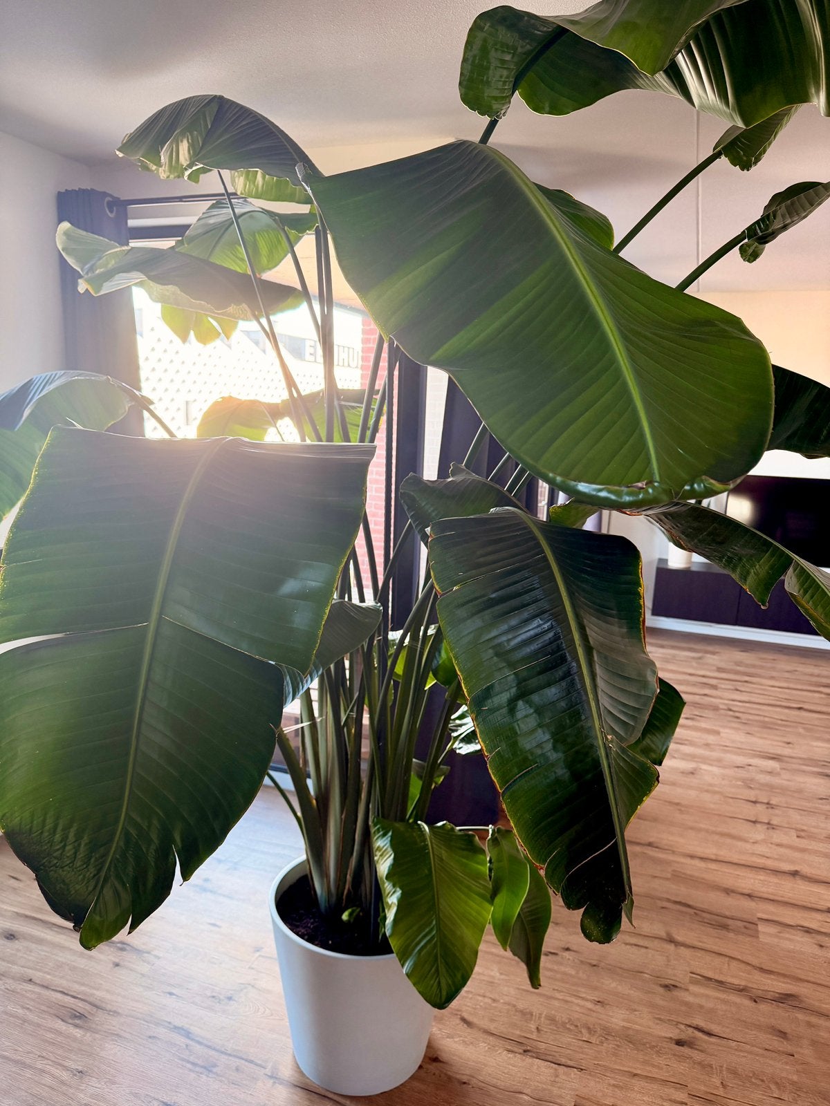 Volle Strelitzia nicolai plant (2,6 meter), Ophalen, 200 cm of meer, Overige soorten, Halfschaduw