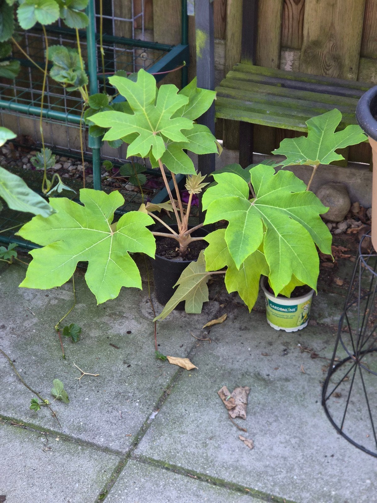 stekken tropische rijstpapier plant, Ophalen, Minder dan 100 cm, Overige soorten, Volle zon
