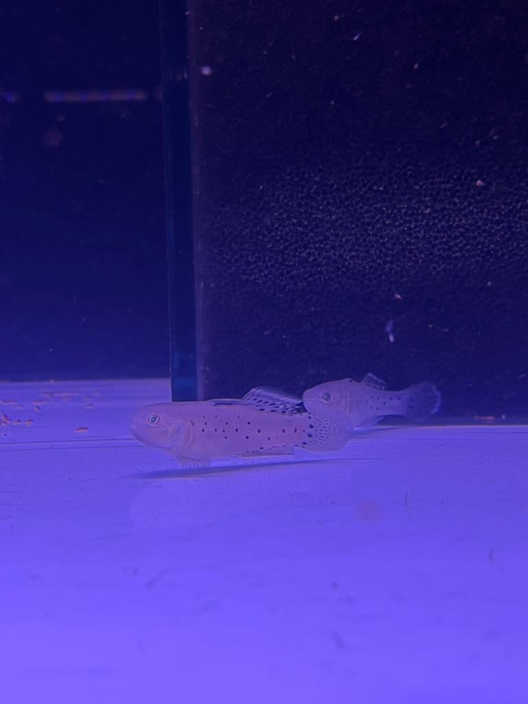 Ridder goby, Vis