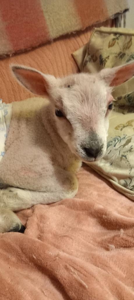 Weide gezocht voor leblammetje, Mannelijk, Schaap, 0 tot 2 jaar