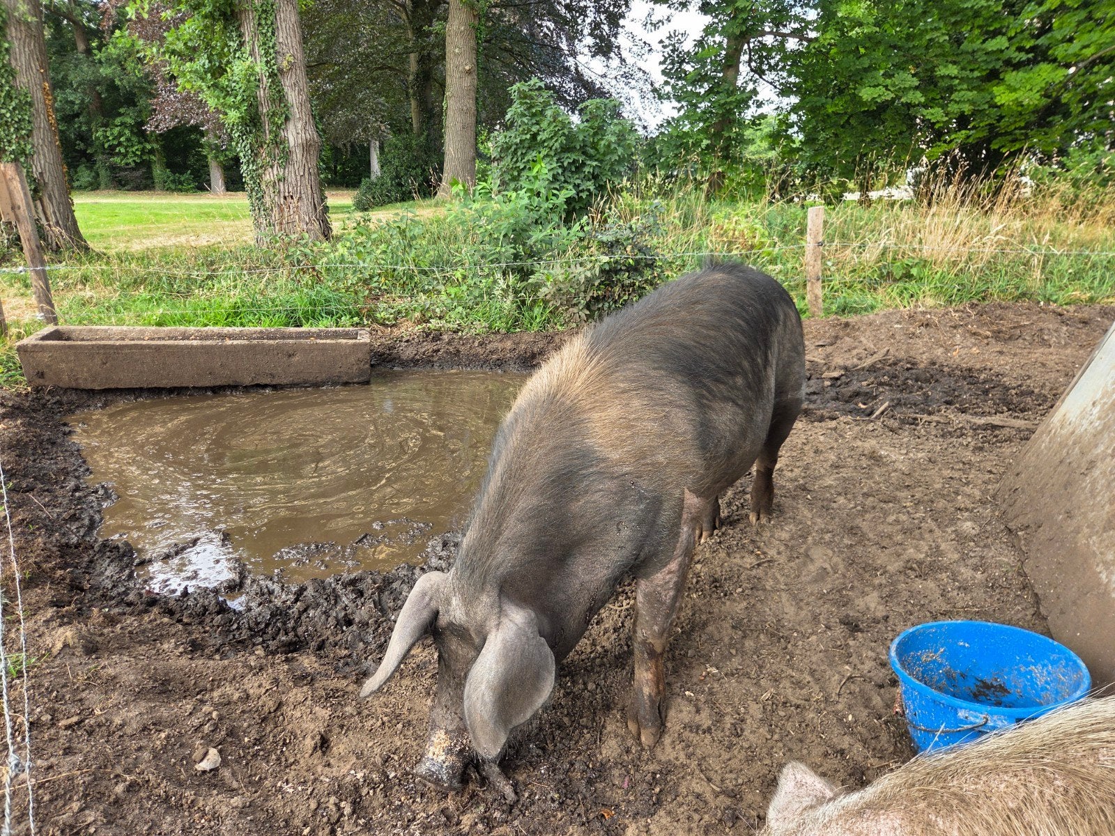 zeug, Dieren en Toebehoren, Vrouwelijk, Varken, 0 tot 2 jaar