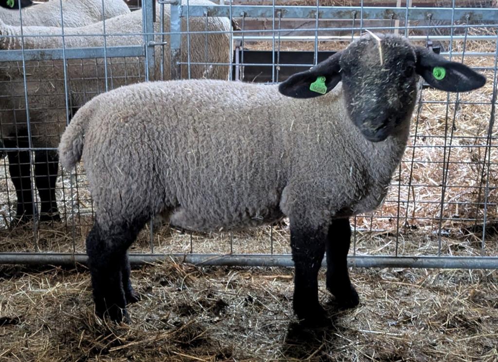 Twee Suffolk ooilammeren., Dieren en Toebehoren, Schapen, Geiten en Varkens, Vrouwelijk, Schaap, 0 tot 2 jaar