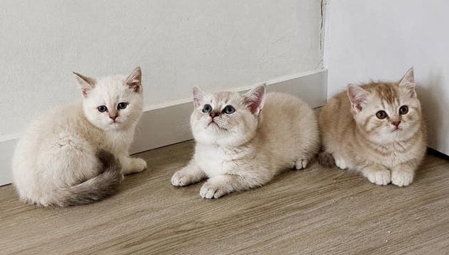Britse korthaar kittens, Meerdere dieren, Ontwormd, 0 tot 2 jaar