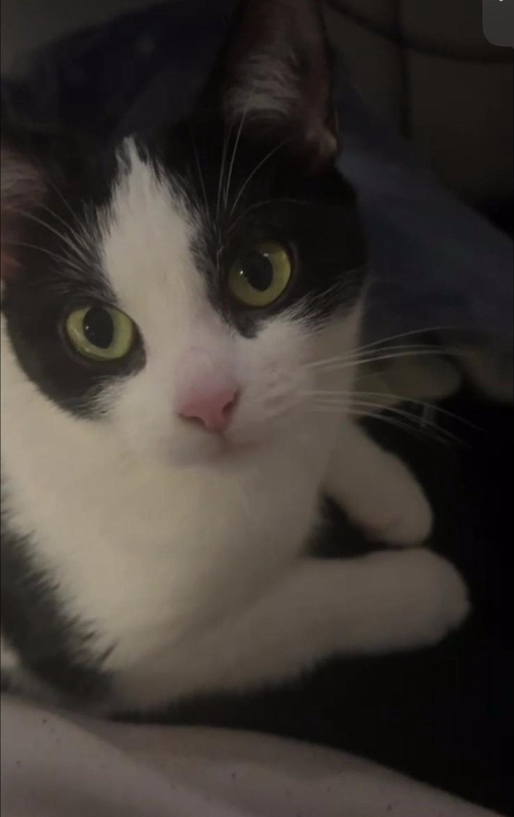 Kattenoppas gezocht!! (Zomer), Dieren en Toebehoren, Katten en Kittens | Overige Katten