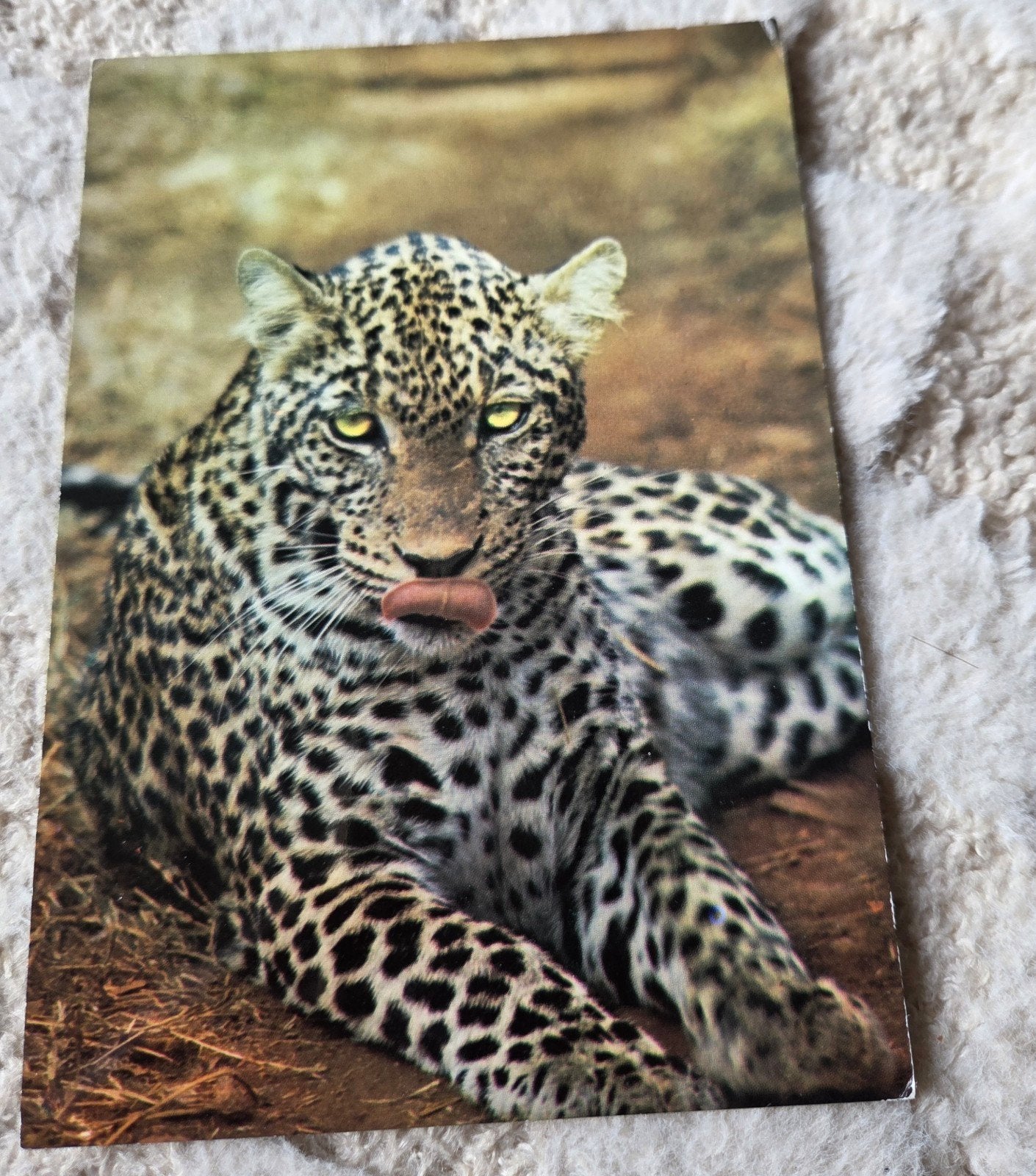 Vintage Ansichtkaart Luipaard - African Wild Life Series, Verzenden, 1960 tot 1980, Ongelopen, Wild dier