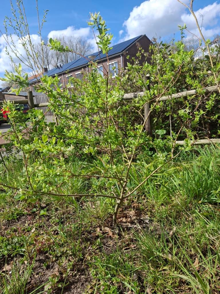 Salix flamingo, Ophalen, Bloeit niet, Halfschaduw, Overige soorten