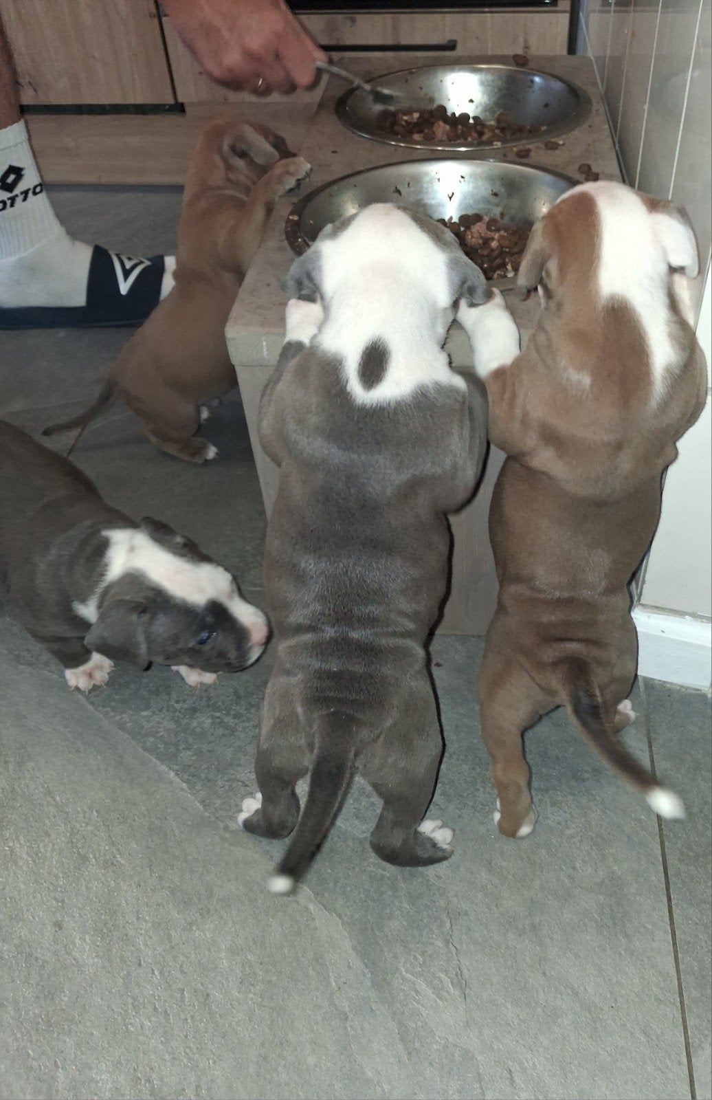 Prachtige pups American Staffordshire terrier!, Parvo, 8 tot 15 weken, American Staffordshire Terriër, Meerdere