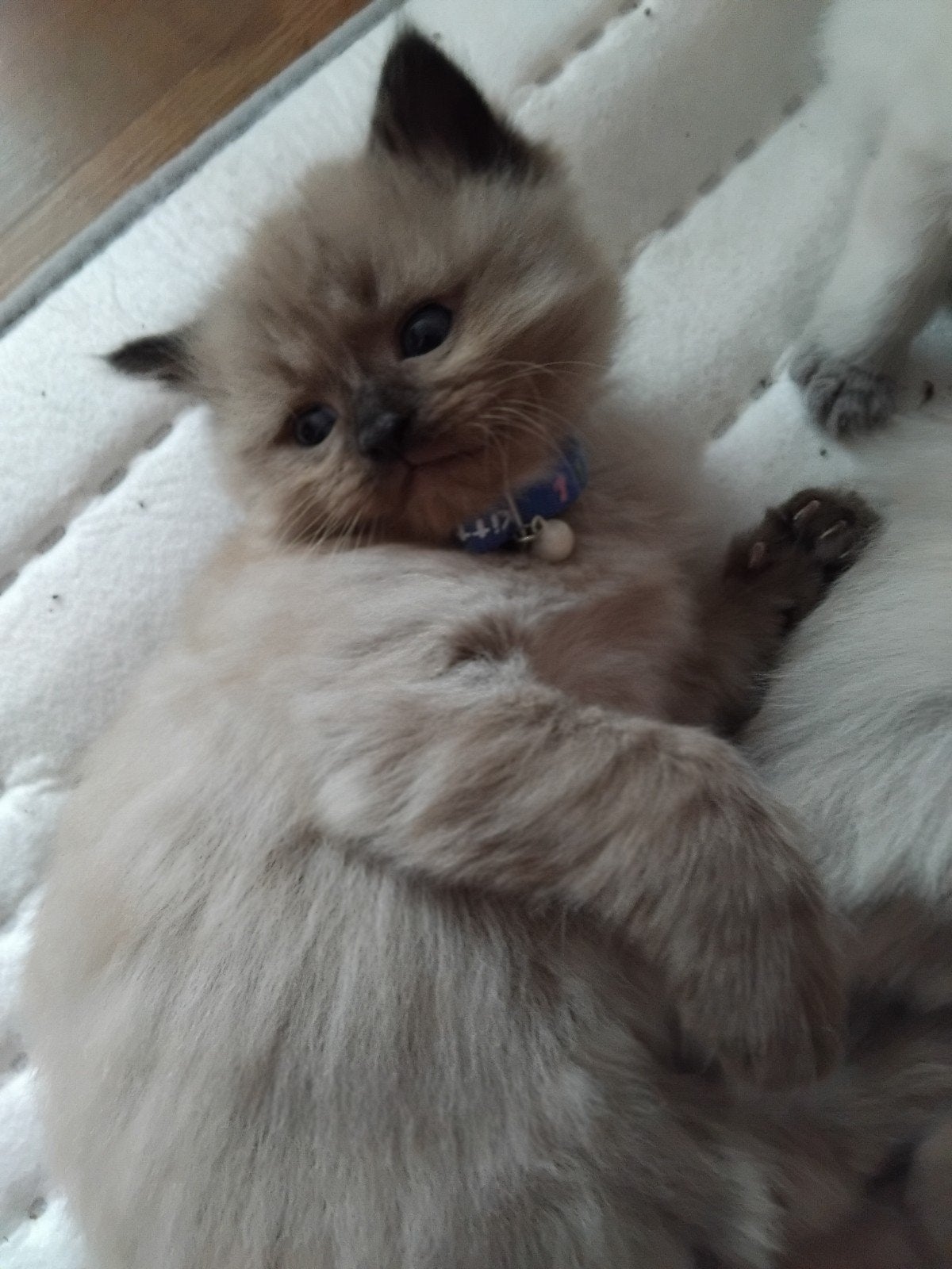 Ragdoll kittens, Meerdere dieren, Kortharig, 0 tot 2 jaar