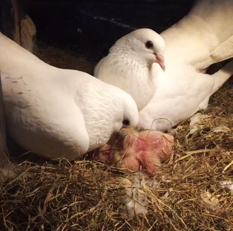 Jonge witte pauwstaart duiven te koop.