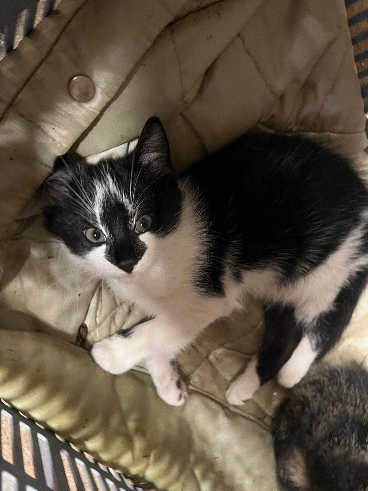mooie kittens - zindelijk en speels, Meerdere dieren