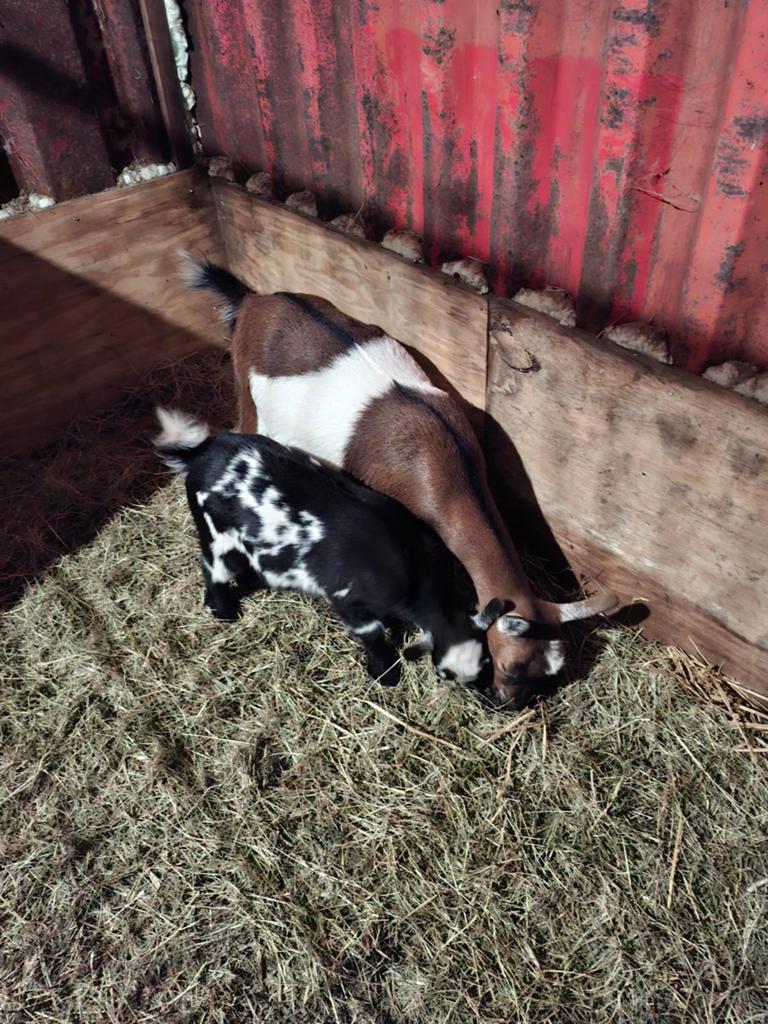 2 dwerggeiten met ieder 1 lammetje, Dieren en Toebehoren, Vrouwelijk, Geit