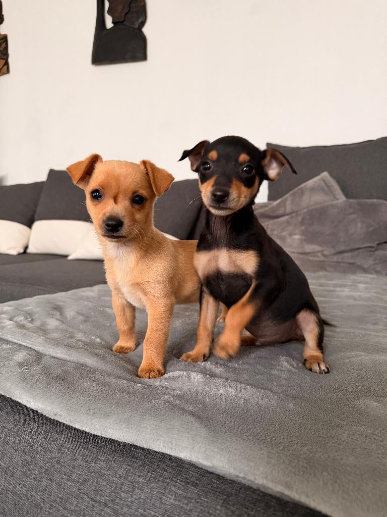 Lieve Pups, Parvo, België, Particulier, 8 tot 15 weken