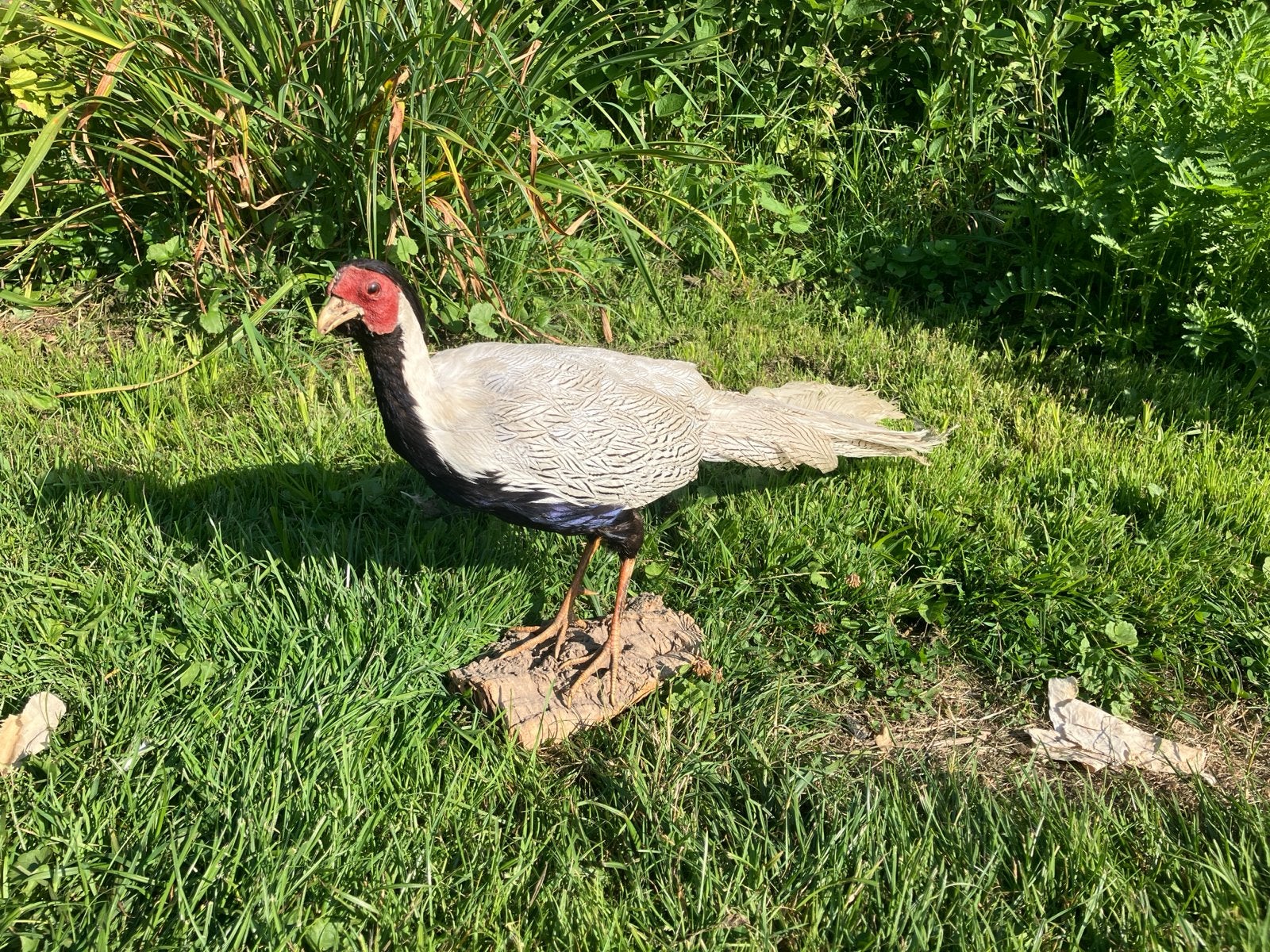 Opgezette zilver fazant, Meerdere dieren