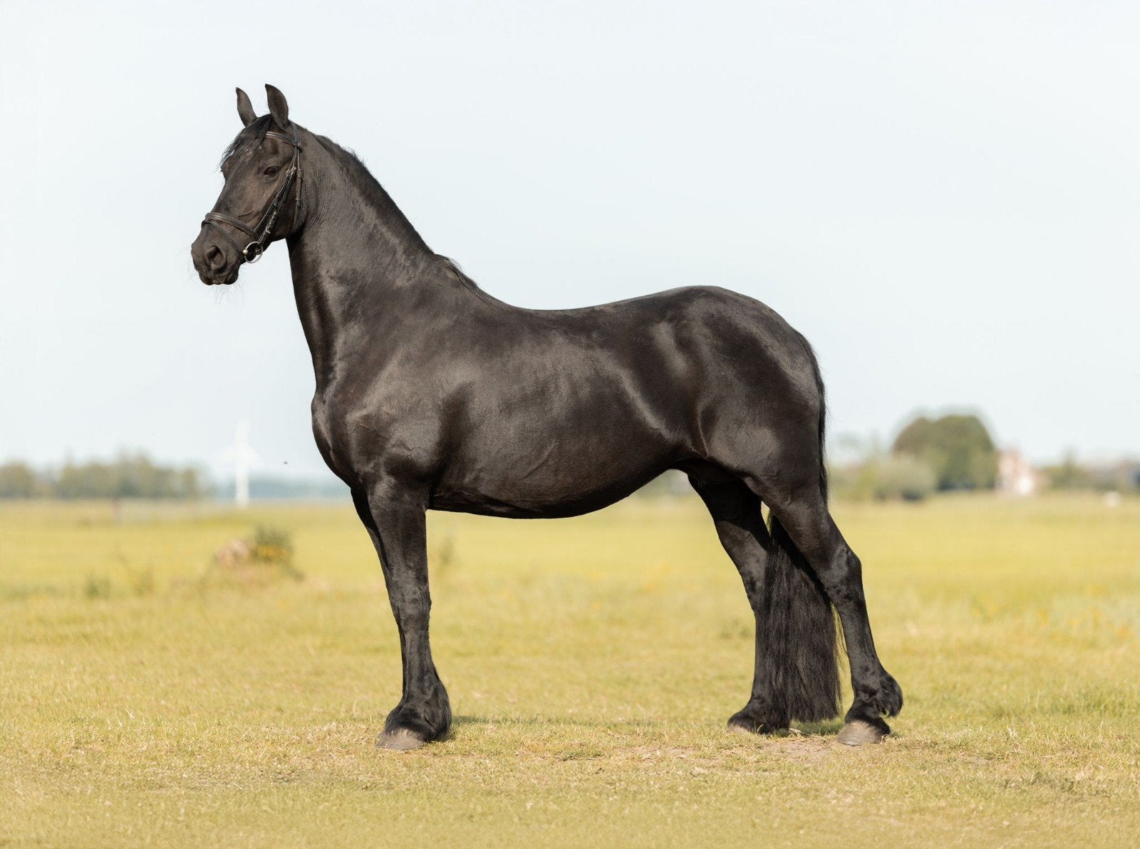 Ster Sport merrie, Haitse x Nykle, drachtig, Merrie, Dressuurpaard