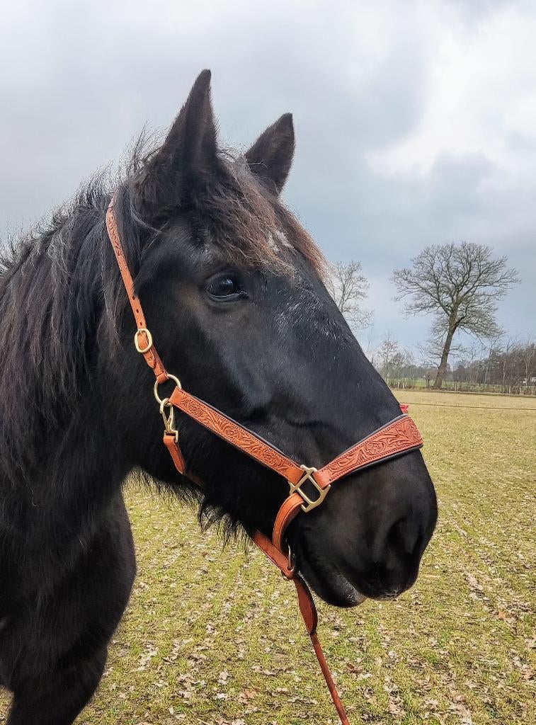 Edix leren halster extra full cognac met halstertouw, Ophalen of Verzenden, Nieuw, Overige soorten