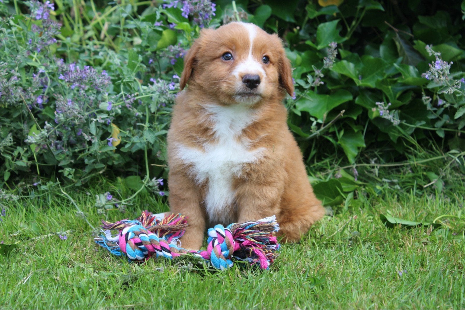 Mooie nova scotia duck tolling retriever pups, Parvo, Overige rassen, 8 tot 15 weken, Meerdere