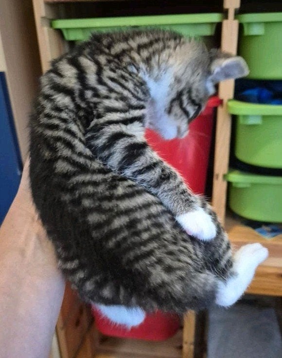 Kittens aangeboden. 3 vrouwtjes en 1 mannetje