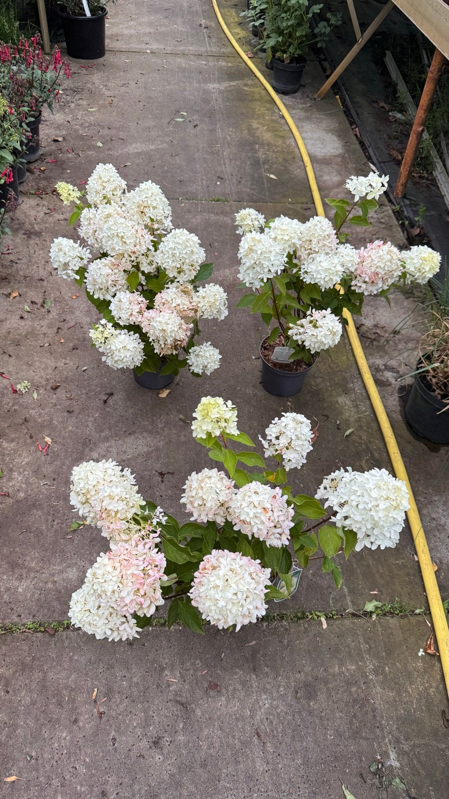 Hydrangea Paniculata Skyfall ,Veel bloemen, elke 11e gratis, Vaste plant, Halfschaduw, Zomer, Ophalen