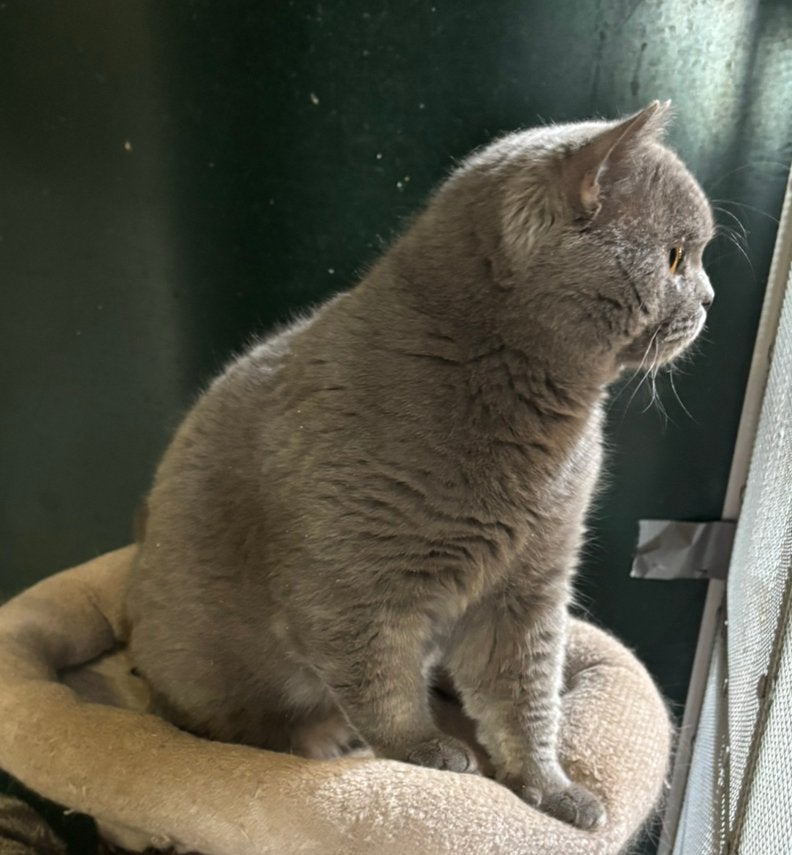 Britse korthaar Dekkater bluey, Dieren en Toebehoren, Katten en Kittens | Dekkaters, 0 tot 2 jaar