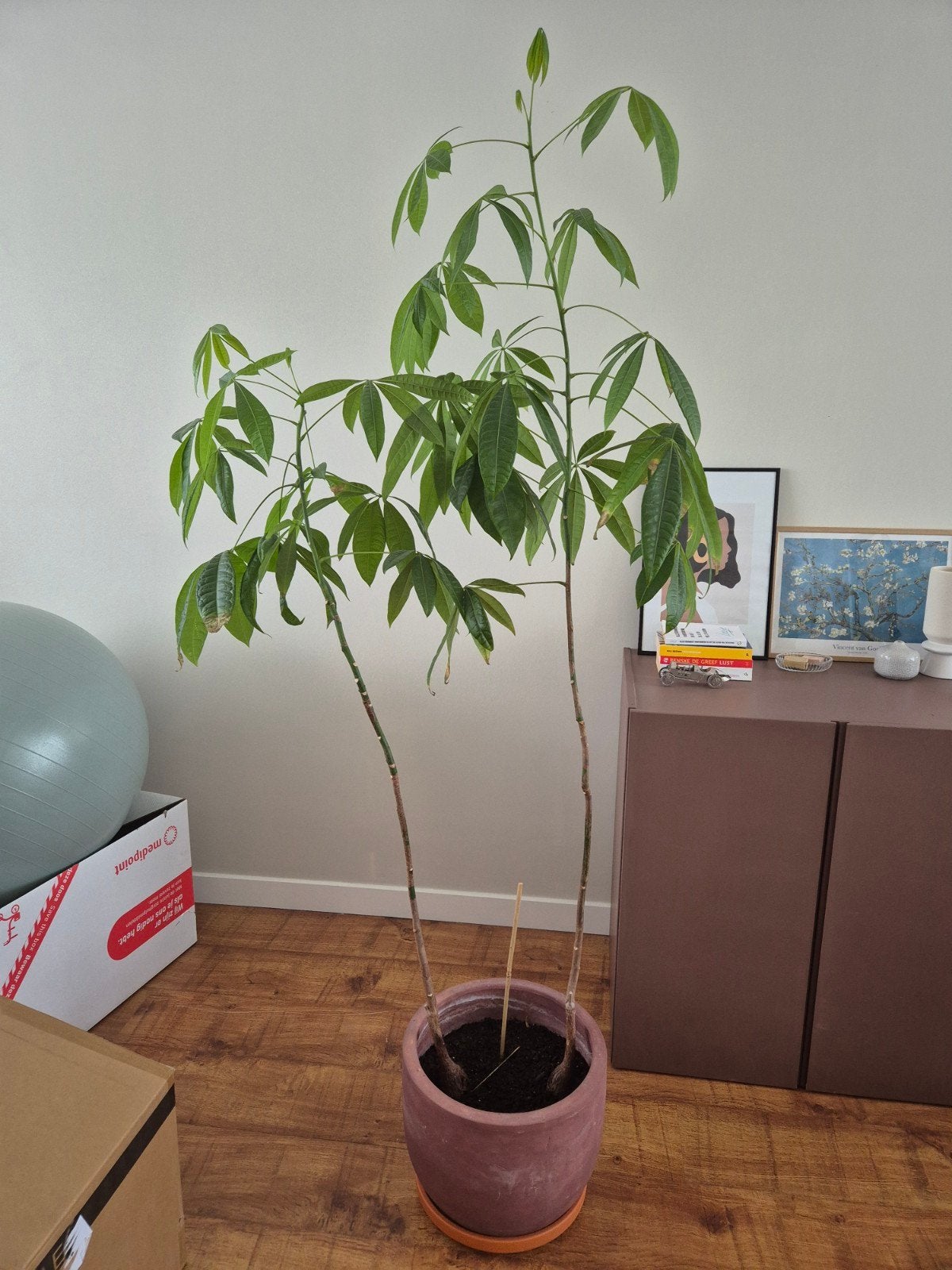plant pachira aquatica, Ophalen, Halfschaduw, 150 tot 200 cm