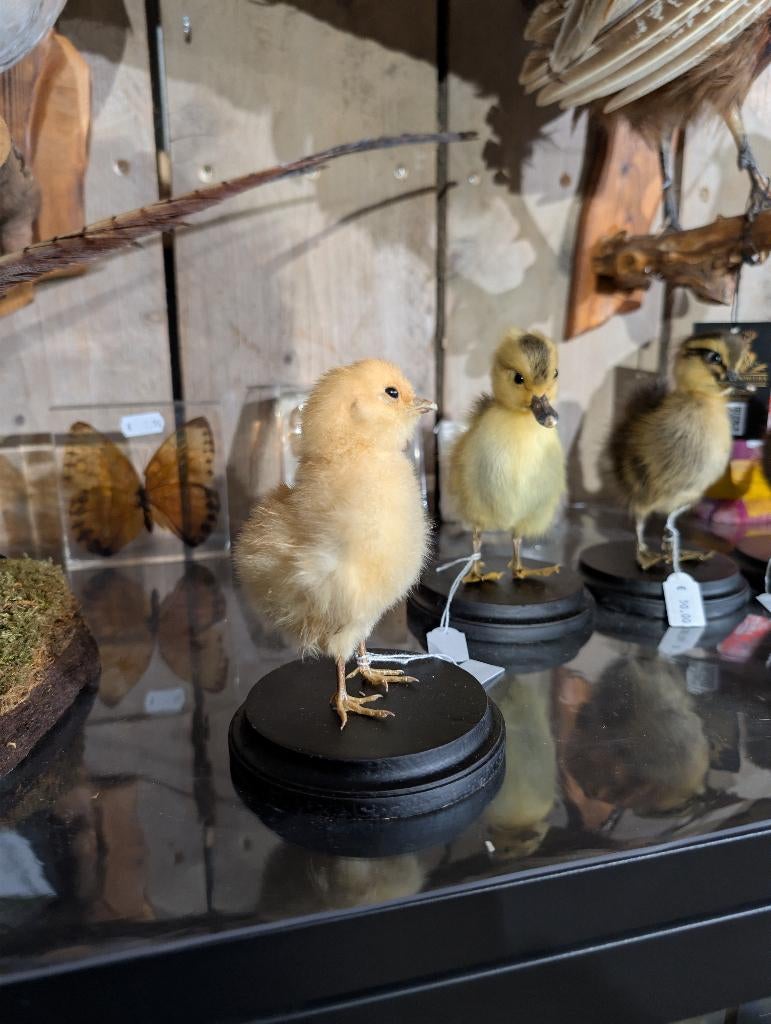 opgezet kippen kuiken vogel taxidermy kuikens eend, Ophalen of Verzenden, Zo goed als nieuw, Vogel, Opgezet dier